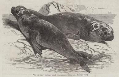 Zeeolifanten (zeehonden), van het eiland Desolation